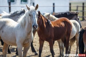 Бляск і галеча беларускай конегадоўлі. Коні прыносяць «золата», але на дах і вокны для іх грошай няма Бляск і галеча беларускай конегадоўлі. Коні прыносяць «золата», але на дах і вокны для іх грошай няма