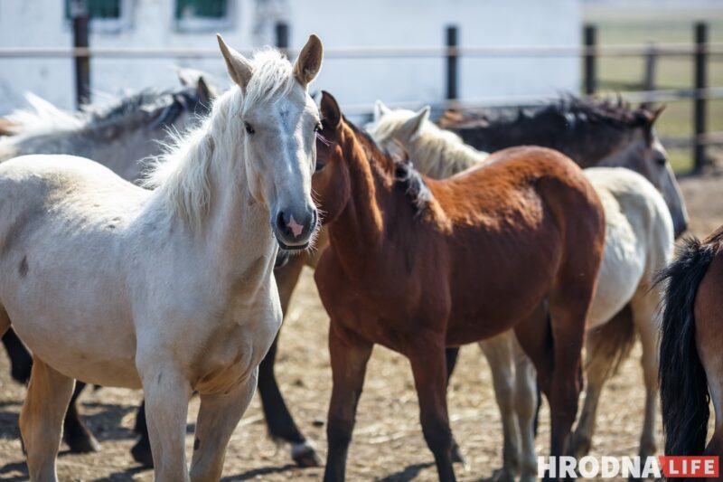 Ликвидация "Цэнтра", колония для пенсионера и проблемы коневодства. Главные новости недели, которые вы могли пропустить