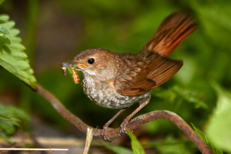 Где послушать соловьев в Гродно? Если не найдете сами - будет экскурсия
