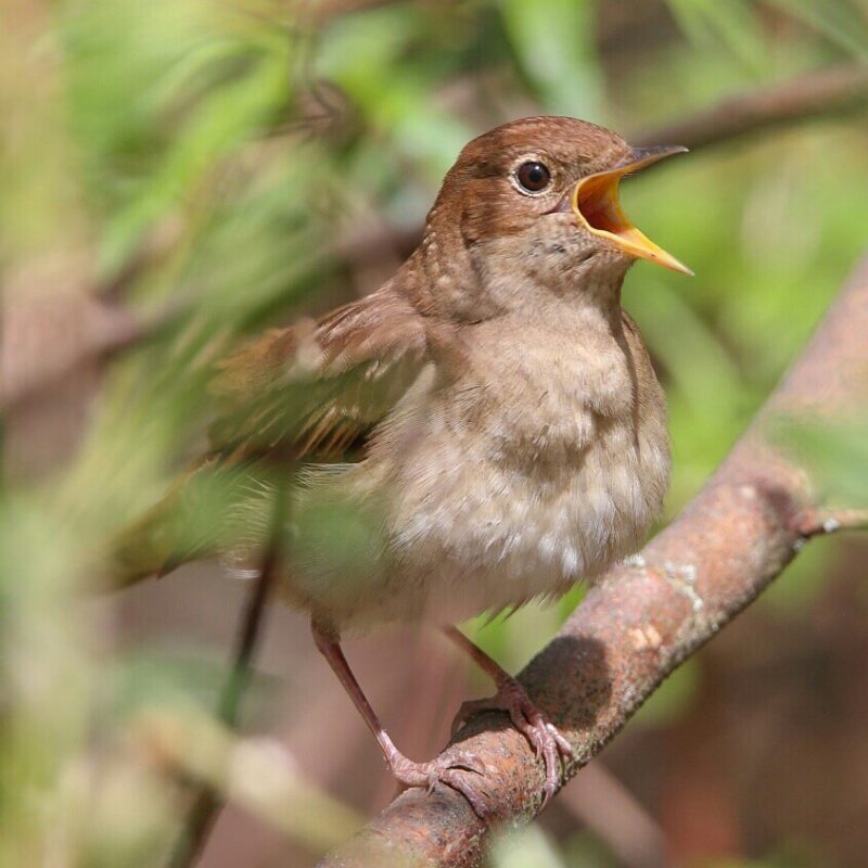 Дзе паслухаць салаўёў у Гродне? Калі не знойдзеце самі - будзе экскурсія