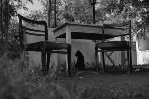 «Коткі горада Гродна» скараюць Маскву. Наталля Багдановіч і Сяргей Пушкін падрыхтавалі фотавыставу пра «сваякоў чалавека па кацінай лініі»