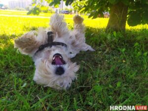 «Таблеткі ад спёкі яшчэ не прыдумалі». Ветэрынар расказаў, што зрабіць, каб ваш кот і сабака лягчэй перанеслі гарачыню