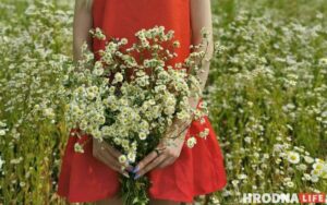 Вушатая сава і зімародак. Топ-9 цікавых птушак, якіх можна пабачыць у Гродне пікнік на прыродзе