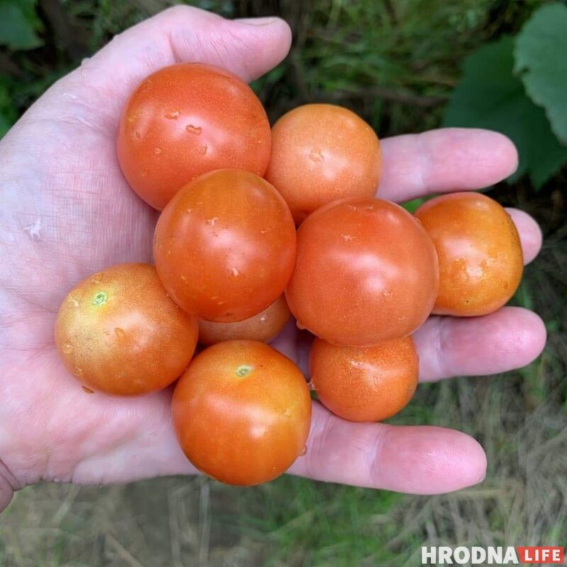 Байки с дачи и рецепты заготовок от Николая Таранды