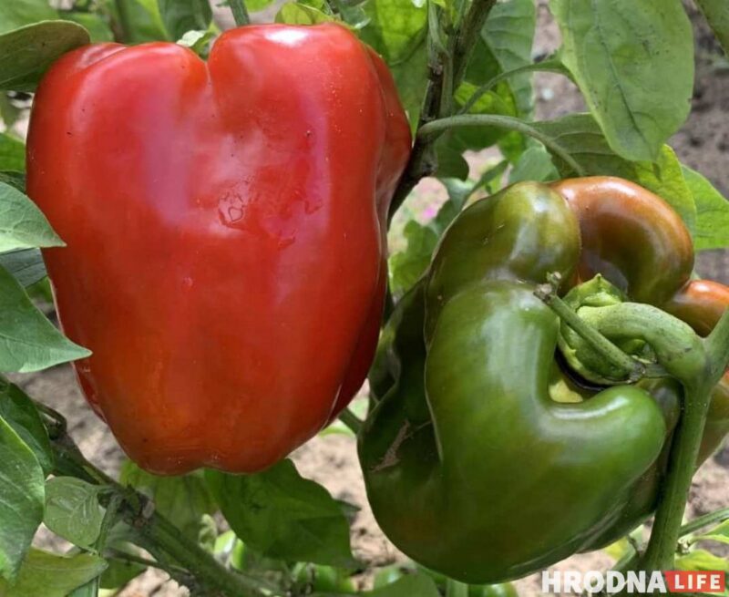 Байки с дачи и рецепты заготовок от Николая Таранды