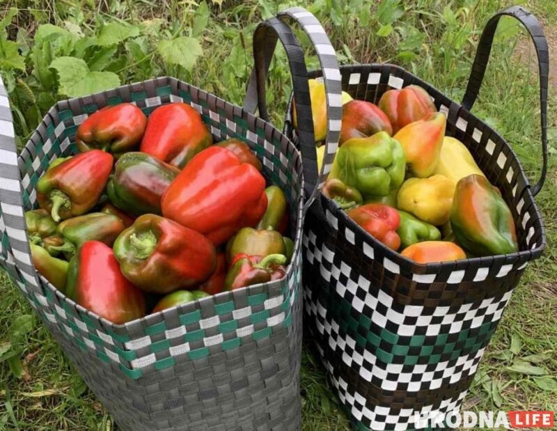 Байки с дачи и рецепты заготовок от Николая Таранды