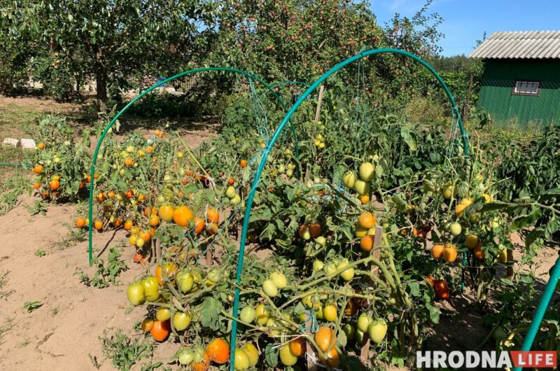 Байки с дачи и рецепты заготовок от Николая Таранды