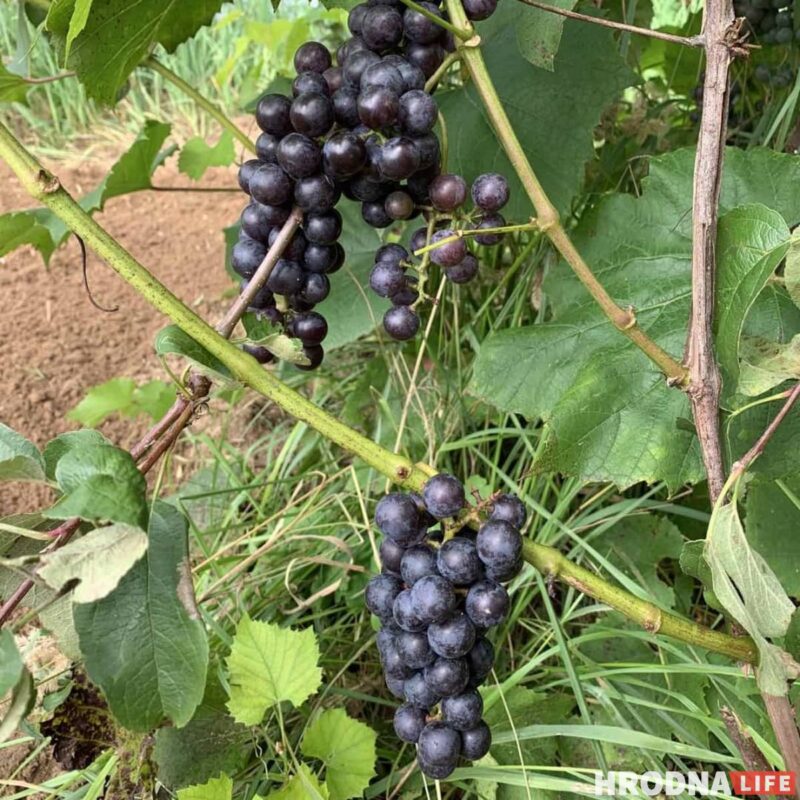 Байки с дачи и рецепты заготовок от Николая Таранды