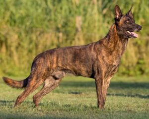 Смаргонскія памежнікі купяць службовую аўчарку. Колькі яна каштуе?