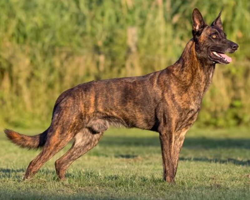 Смаргонскія памежнікі купяць службовую аўчарку. Колькі яна каштуе?