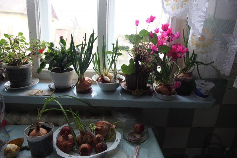 Фотовыставку Наталии Дорош "Карані" открыли в Вильнюсе. Снимки смотрели под стихи Ларисы Гениюш