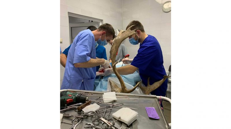 “Перелом коснулся локтевого сустава "пациента"”. Ветеринар рассказал, как прошла операция у лани, сбитой в Гродно