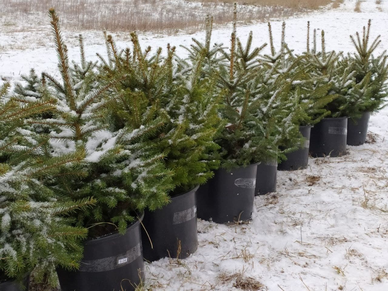 Не продают, а только показывают. На Советской в Гродно работает необычный елочный базар