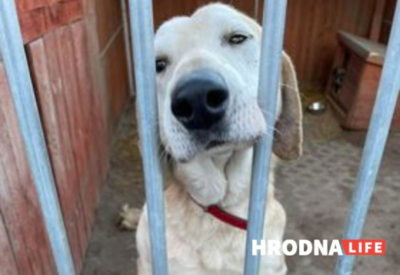 В польский приют попала собака: вероятно, из Беларуси. Поможем ему найти хозяев!