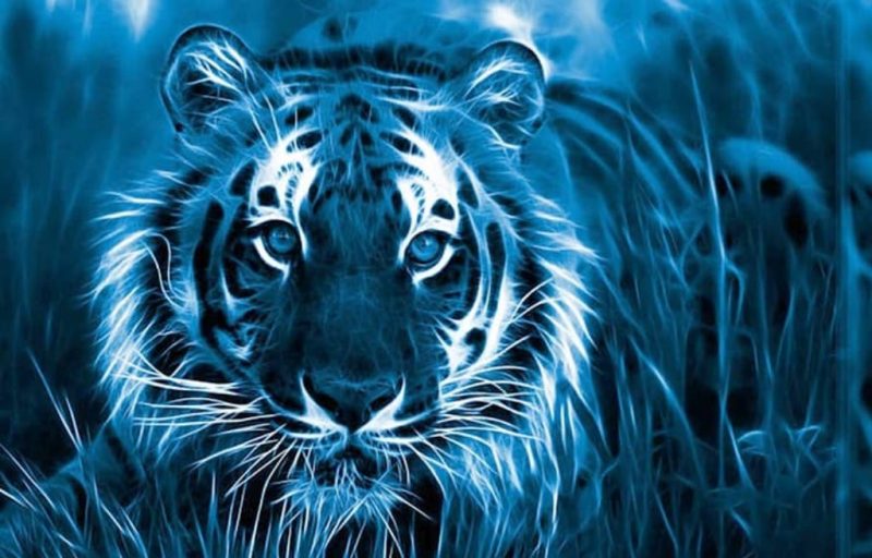 год тигра, прогноз астролога