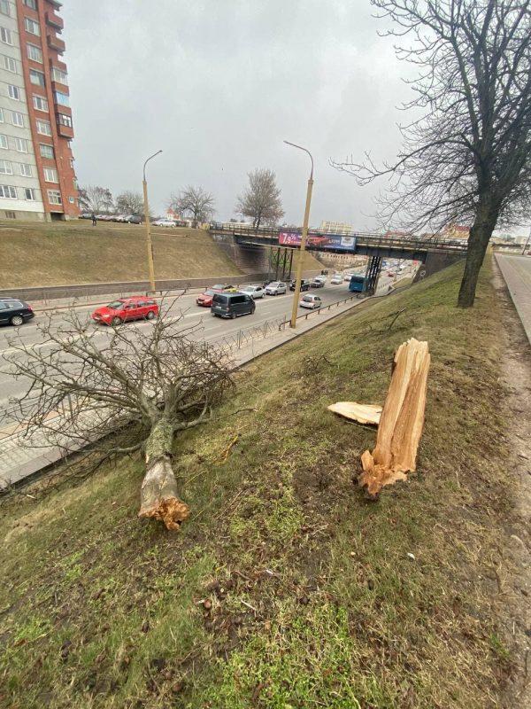 Без электричества осталось восемь населенных пунктов. Что сильный ветер еще повредил на Гродненщине