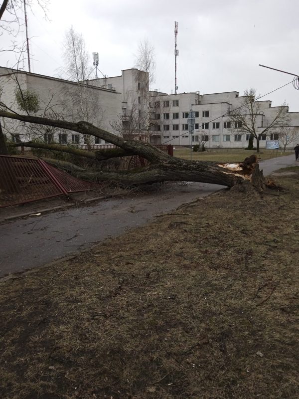 Без электричества осталось восемь населенных пунктов. Что сильный ветер еще повредил на Гродненщине