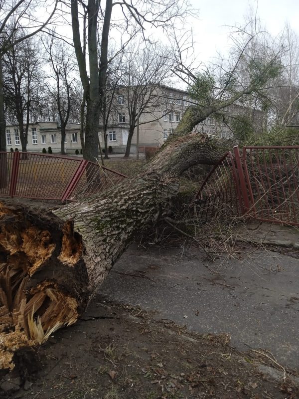 Без электричества осталось восемь населенных пунктов. Что сильный ветер еще повредил на Гродненщине