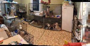 Пенсіянерку з Гродна судзілі за спробу пазбавіцца ад гадаванца