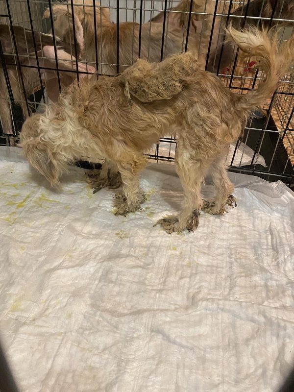 Галодныя, хворыя і паўлысыя. З пітомніка ў Карэлічах выратавалі дзясяткі хворых сабакаў: частку з іх забралі ў Гродна