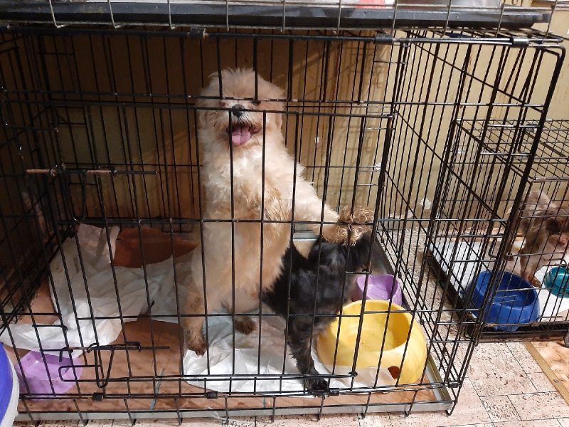 Галодныя, хворыя і паўлысыя. З пітомніка ў Карэлічах выратавалі дзясяткі хворых сабакаў: частку з іх забралі ў Гродна