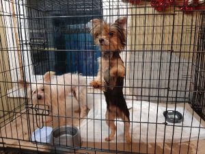 питомник Кореличи собаки