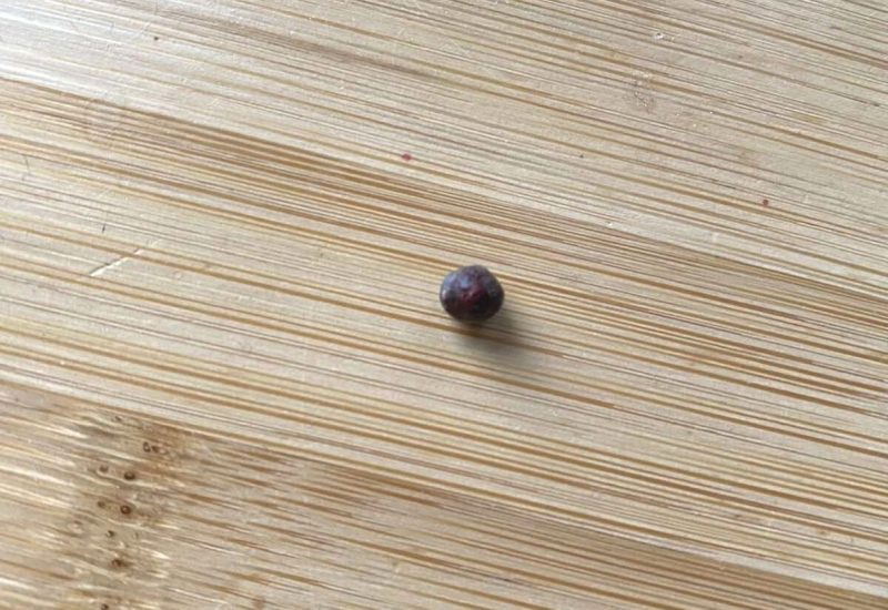 Пад Гроднам у целе сабакі знайшлі больш за 20 куль. Валанцёры шукаюць таго, хто гэта зрабіў