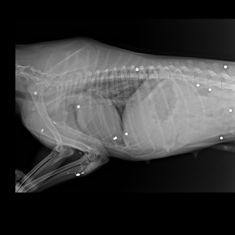 Пад Гроднам у целе сабакі знайшлі больш за 20 куль. Валанцёры шукаюць таго, хто гэта зрабіў