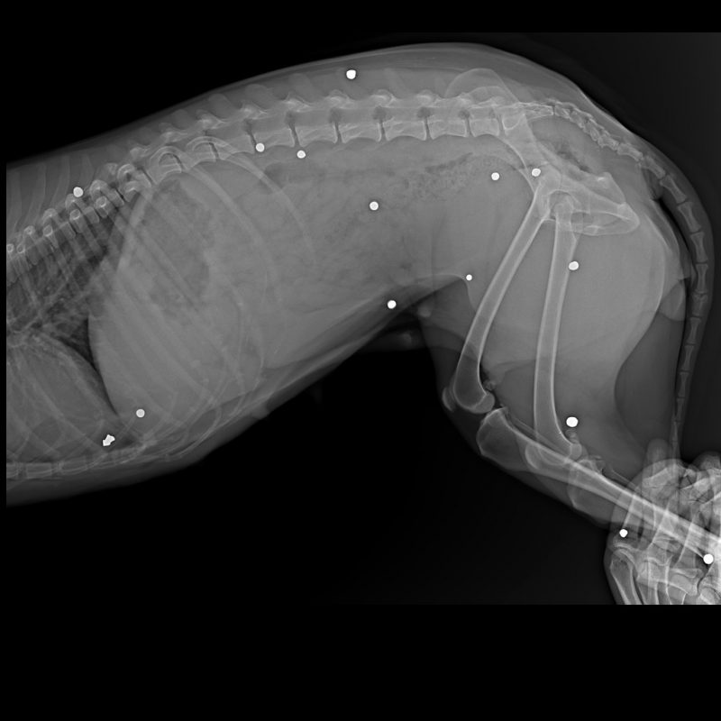 Пад Гроднам у целе сабакі знайшлі больш за 20 куль. Валанцёры шукаюць таго, хто гэта зрабіў