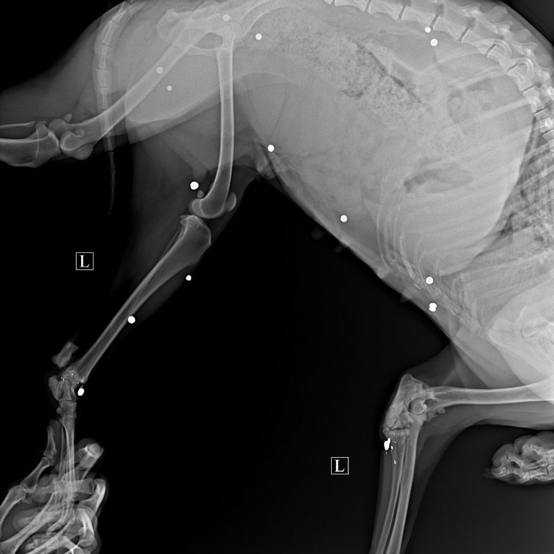 Пад Гроднам у целе сабакі знайшлі больш за 20 куль. Валанцёры шукаюць таго, хто гэта зрабіў