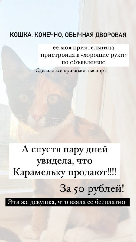 Взяла бесплатно, пыталась продать как породистую. Как гродненка пыталась заработать на кошке