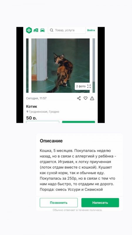 Взяла бесплатно, пыталась продать как породистую. Как гродненка пыталась заработать на кошке
