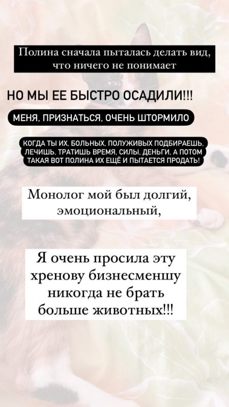 Взяла бесплатно, пыталась продать как породистую. Как гродненка пыталась заработать на кошке