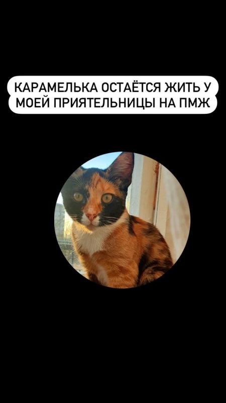 Взяла бесплатно, пыталась продать как породистую. Как гродненка пыталась заработать на кошке