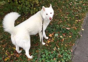 "Адрываю прам ад сэрца". Што і каго прадаюць гродзенцы ў сувязі з пераездам отдают собаку хаски в связи с переездом