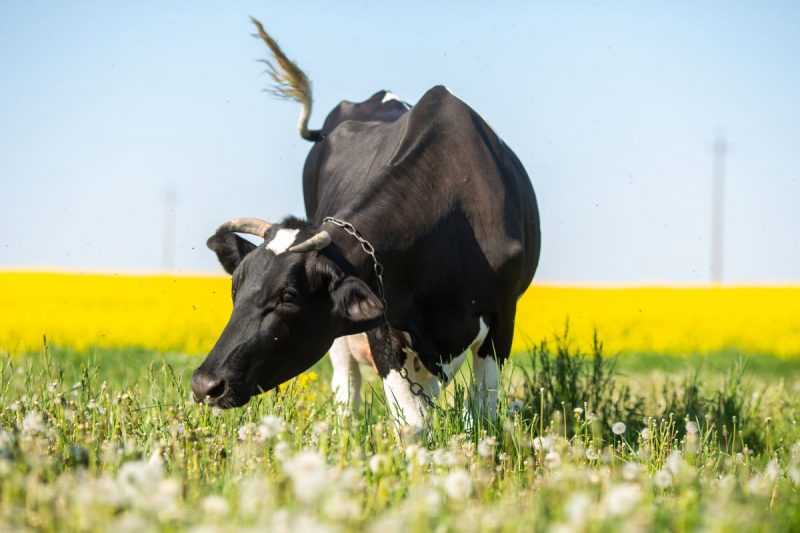Ян і Цэцылія, плошча Герояў і беларускі Праванс: што хаваюць вёскі і мястэчкі над Нёманам