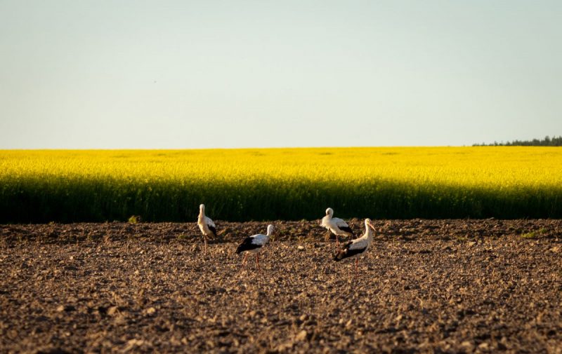 Ян і Цэцылія, плошча Герояў і беларускі Праванс: што хаваюць вёскі і мястэчкі над Нёманам