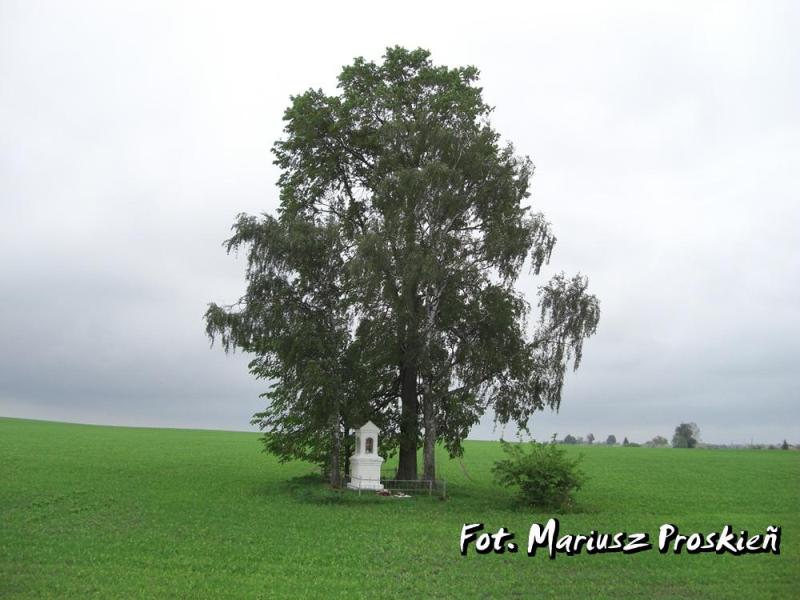 Пад Бераставіцай невядомыя разварушылі магілу байца Арміі Краёвай: косткі выкапалі, пліты перакулілі