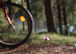 "Шлях Тызенгауза". Фото: Hrodna.life