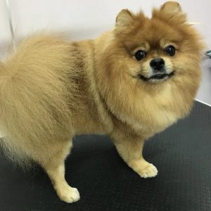 Собака после груминга Оли Веробей. Фото: https://www.instagram.com/fashion_dog_grodno/