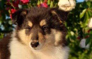 Нахабныя, непаслухмяныя, але любімыя. Паглядзіце на хатніх гадаванцаў, якіх гродзенцы выкладваюць у Instagram собачка домашние животные