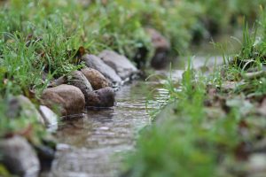 На Гродзеншчыне могуць з’явіцца новыя помнікі прыроды. Дзе яны і чым адметныя? Крыніца ў Прывалцы