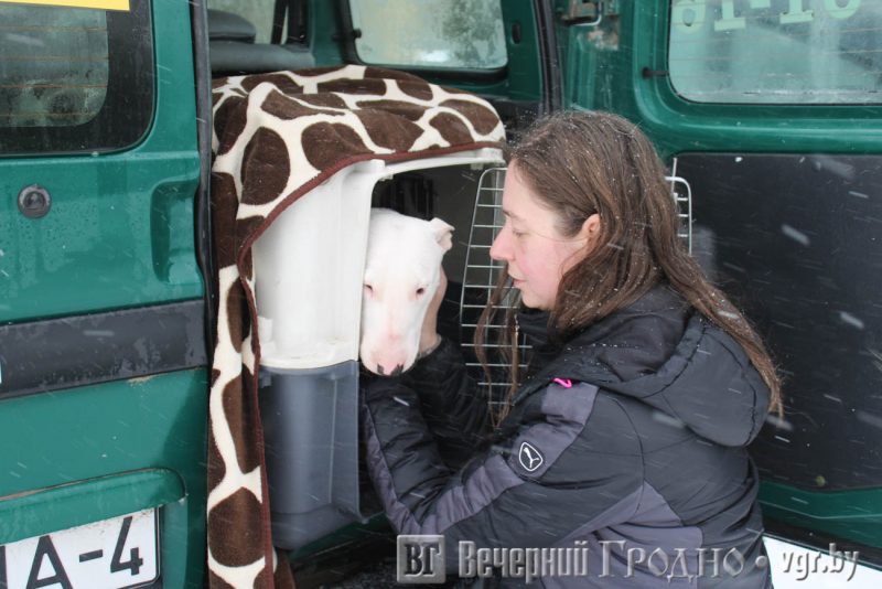 К ветеринару, грумеру либо на выставку. Как в Гродно работает зоотакси “Вожык"