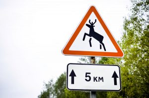 дзікая жывёла на дарозе, дарожны знак з аленем