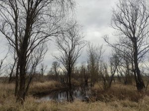 Пад Лідай спілавалі жывую 300-гадовую сасну, якая прэтэндавала на статус помніка прыроды Беларускія балоты