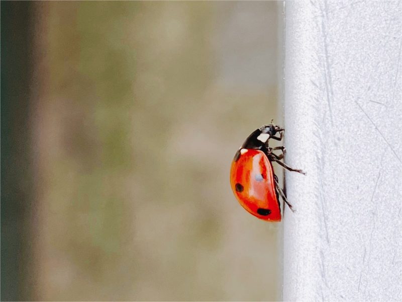 У Беларусі - нашэсце божых каровак. Цэлыя хмары жучкоў бачылі ў Гродзенскай вобласці божья коровка божая кароўка нашествие божьих коровок