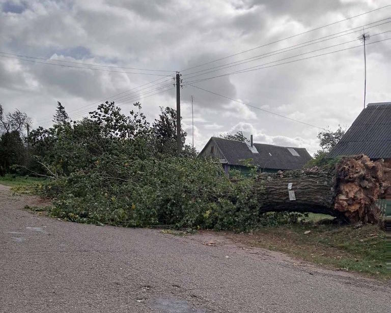 Падалі дрэвы і знікала электрычнасць: моцны вецер у выхадныя прайшоўся па Гродне і вобласці
