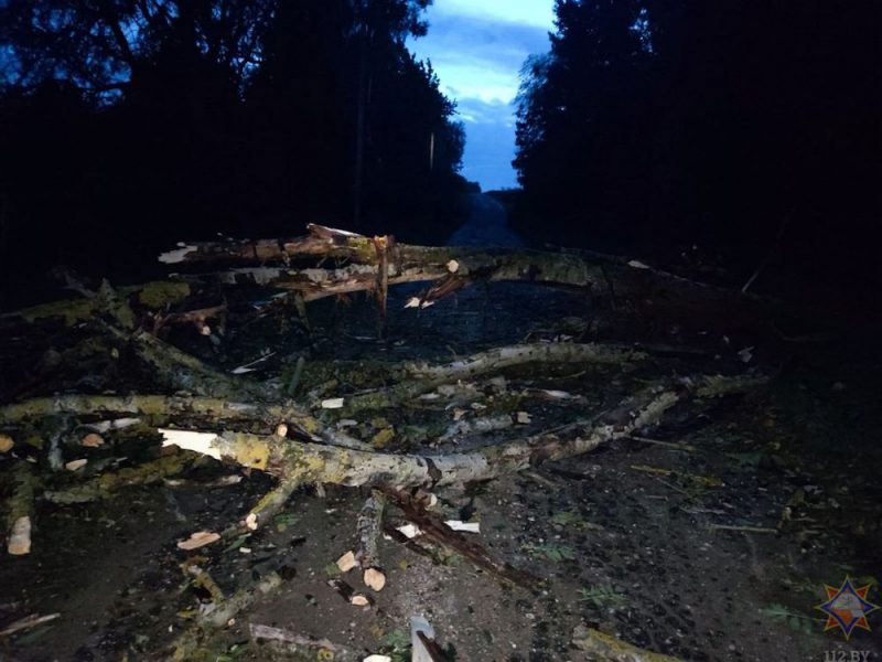 Падалі дрэвы і знікала электрычнасць: моцны вецер у выхадныя прайшоўся па Гродне і вобласці