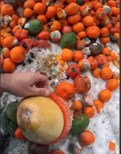 Гнілыя апельсіны для аленяў. Супрацоўнік Караніка выкінуў сапсаваную садавіну ля лесу – людзі абурыліся гнилые фрукты для оленей от Караника