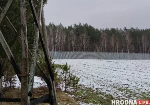У Гродне затрымалі групу мігрантаў. Эксперт: "Маўр сваю справу зрабіў, але сыходзіць яму няма куды" Агароджа на мяжы Польшчы і Беларусі павінна перашкодзіць нелегальным мігрантам у Гродне трапляць у Польшчу